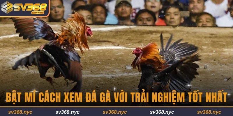 Bật mí mẹo xem đá gà với trải nghiệm tốt
