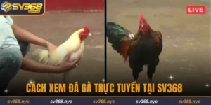 Cách xem đá gà trực tuyến