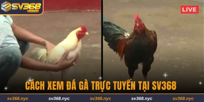 Cách xem đá gà trực tuyến