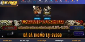 Đá gà Thomo