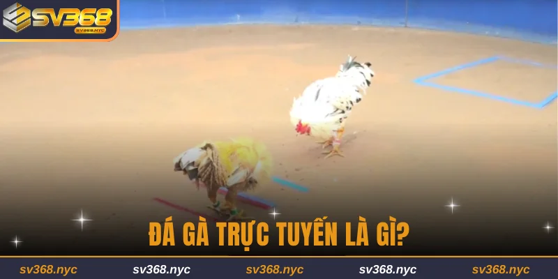 Giải đáp câu hỏi đá gà trực tuyến là gì