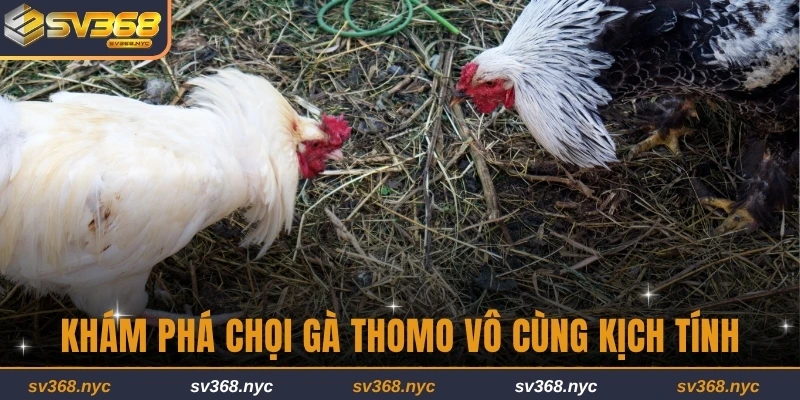 Khám phá chọi gà Thomo vô cùng kịch tính