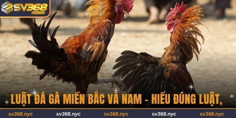 Luật Đá Gà Miền Bắc Và Nam