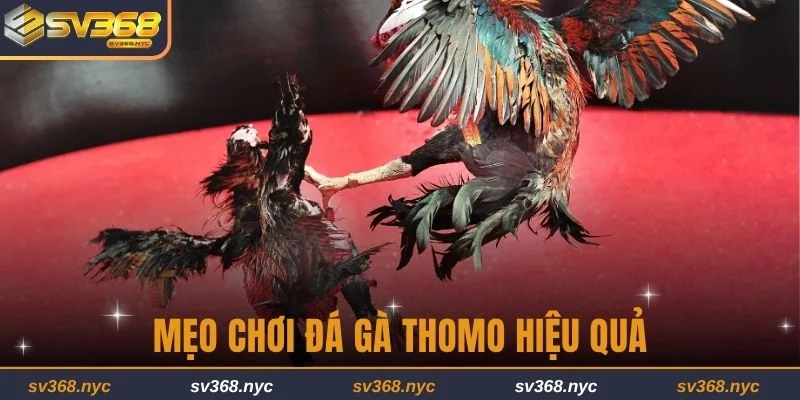 Mẹo chơi đá gà Thomo hiệu quả