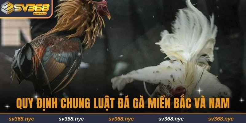 Những quy định chung trong luật đá gà miền Bắc và Nam 