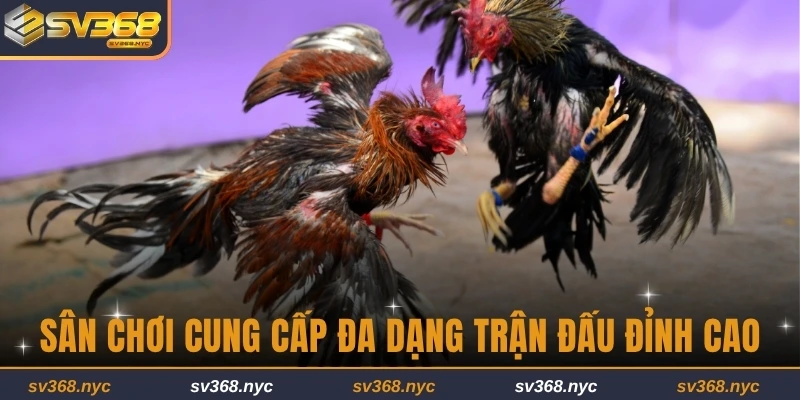Sân chơi cung cấp đa dạng trận đấu đỉnh cao