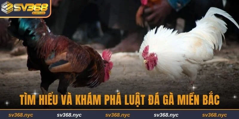 Tìm hiểu và khám phá luật đá gà miền Bắc 